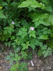 Geranium robertianum