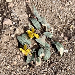 Viola purpurea integrifolia