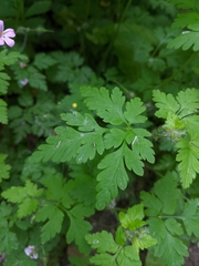 Geranium robertianum