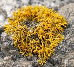 Polycauliona coralloides