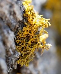 Polycauliona coralloides