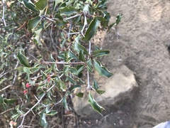 Berberis chilensis