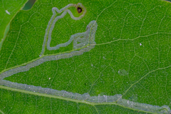 Phyllocnistis labyrinthella