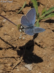 Kretania nichollae