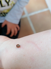 Adalia decempunctata