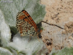 Melitaea acentria