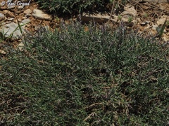 Noaea mucronata