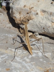 Rivetina