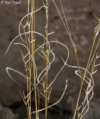 Stipa arabica