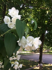 Philadelphus