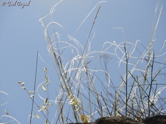 Stipa arabica