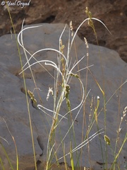 Stipa arabica