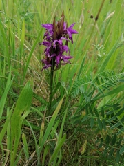 Dactylorhiza majalis