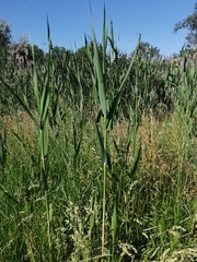 Phragmites australis