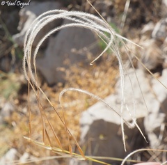 Stipa arabica