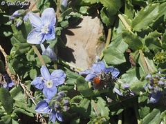 Andrena labiata