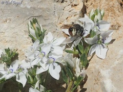 Andrena labiata