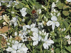 Andrena labiata