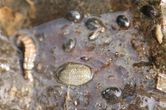 Glossiphonia complanata