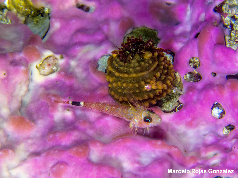 Helcogrammoides