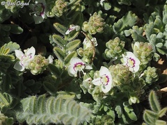 Veronica polifolia