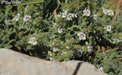 Veronica polifolia