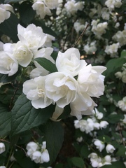 Philadelphus