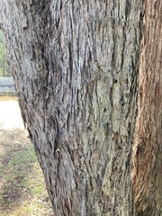 Eucalyptus eugenioides