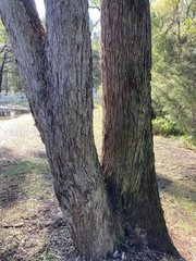 Eucalyptus eugenioides