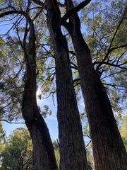 Eucalyptus eugenioides