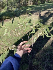 Eucalyptus eugenioides
