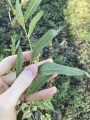 Eucalyptus eugenioides