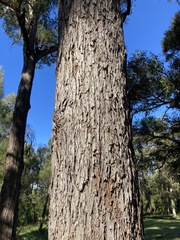 Eucalyptus eugenioides