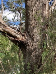 Eucalyptus moluccana