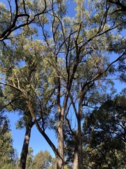Eucalyptus eugenioides