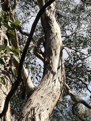 Eucalyptus moluccana