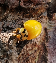 Harmonia axyridis