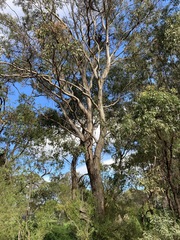 Eucalyptus moluccana