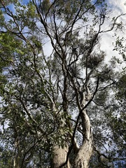 Eucalyptus moluccana