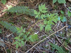 Aruncus