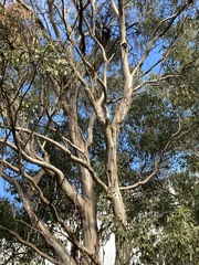 Eucalyptus moluccana