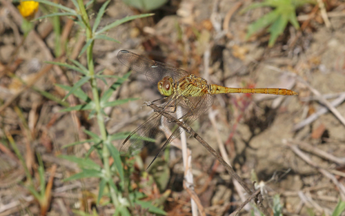 Southern Darter photo 5