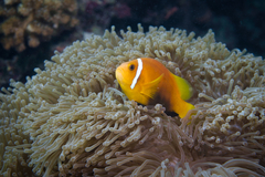Amphiprion nigripes