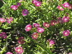 Delosperma fredericii