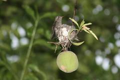 Cynanthus latirostris