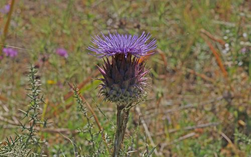 Avistamiento Alcaucil (alcachofa silvestre)