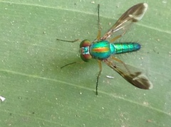 Dolichopodidae