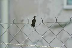 Cynanthus latirostris