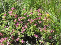 Delosperma fredericii