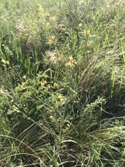 Sisymbrium polymorphum